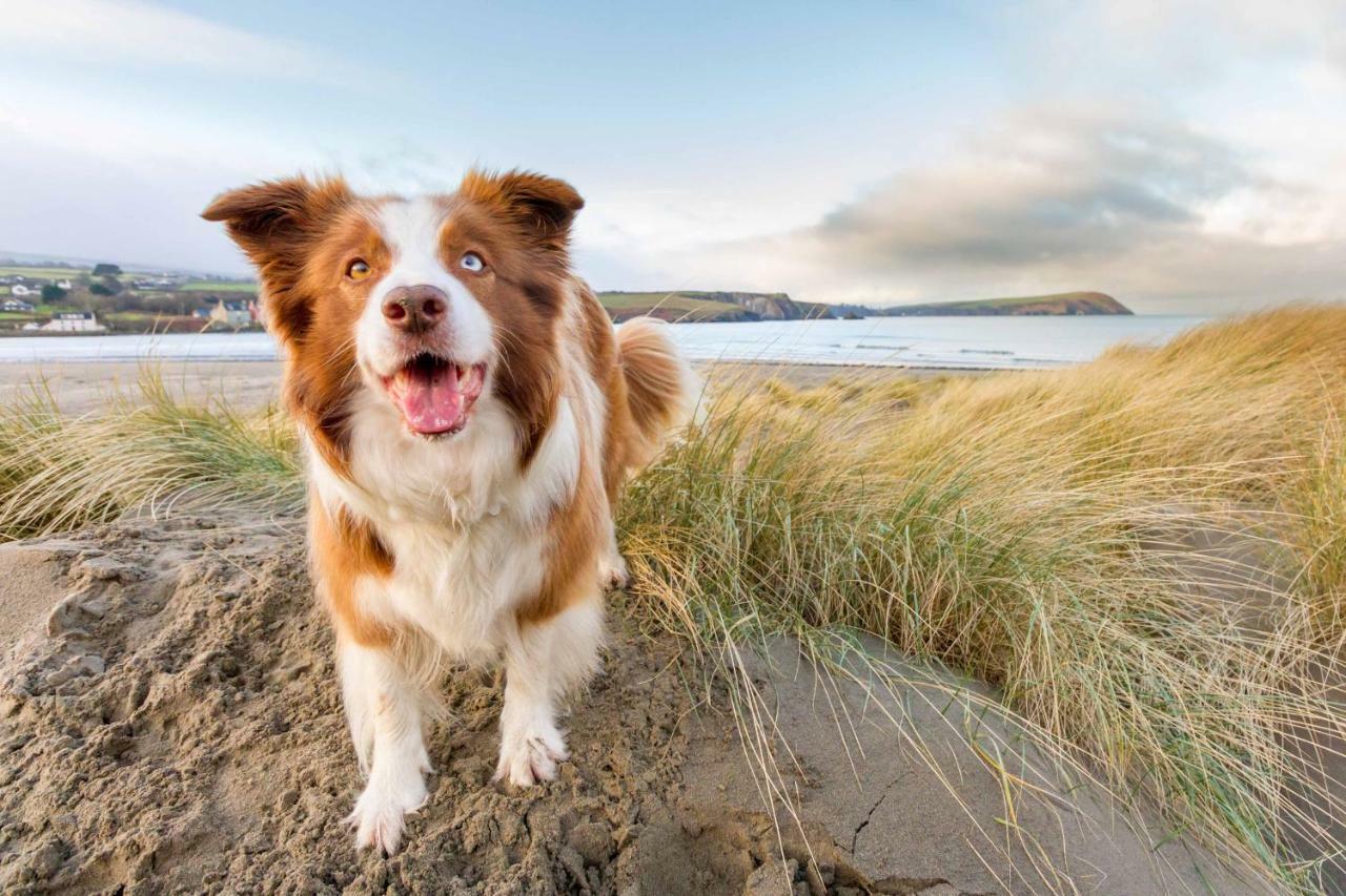 Вилла Ty Pren Bach Maenclochog Экстерьер фото
